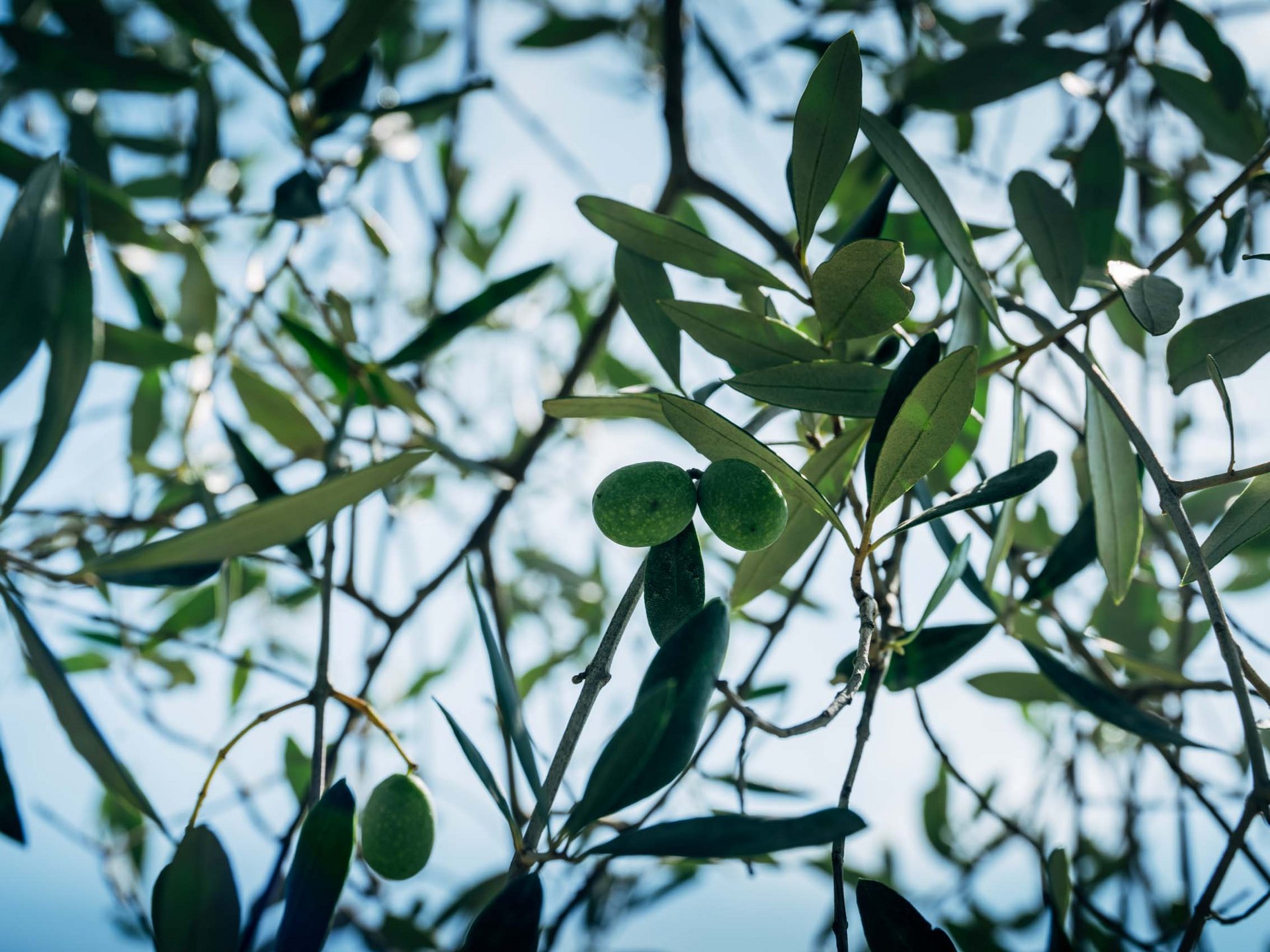 La missione di Valle di Assisi Ramo di ulivo con olive verdi e foglie contro il cielo blu