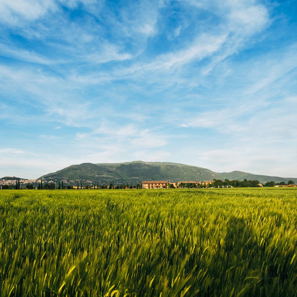 Un hotel a Santa Maria degli Angeli, Assisi? No, molto di più Campo verde con grano e colline sullo sfondo sotto un cielo azzurro