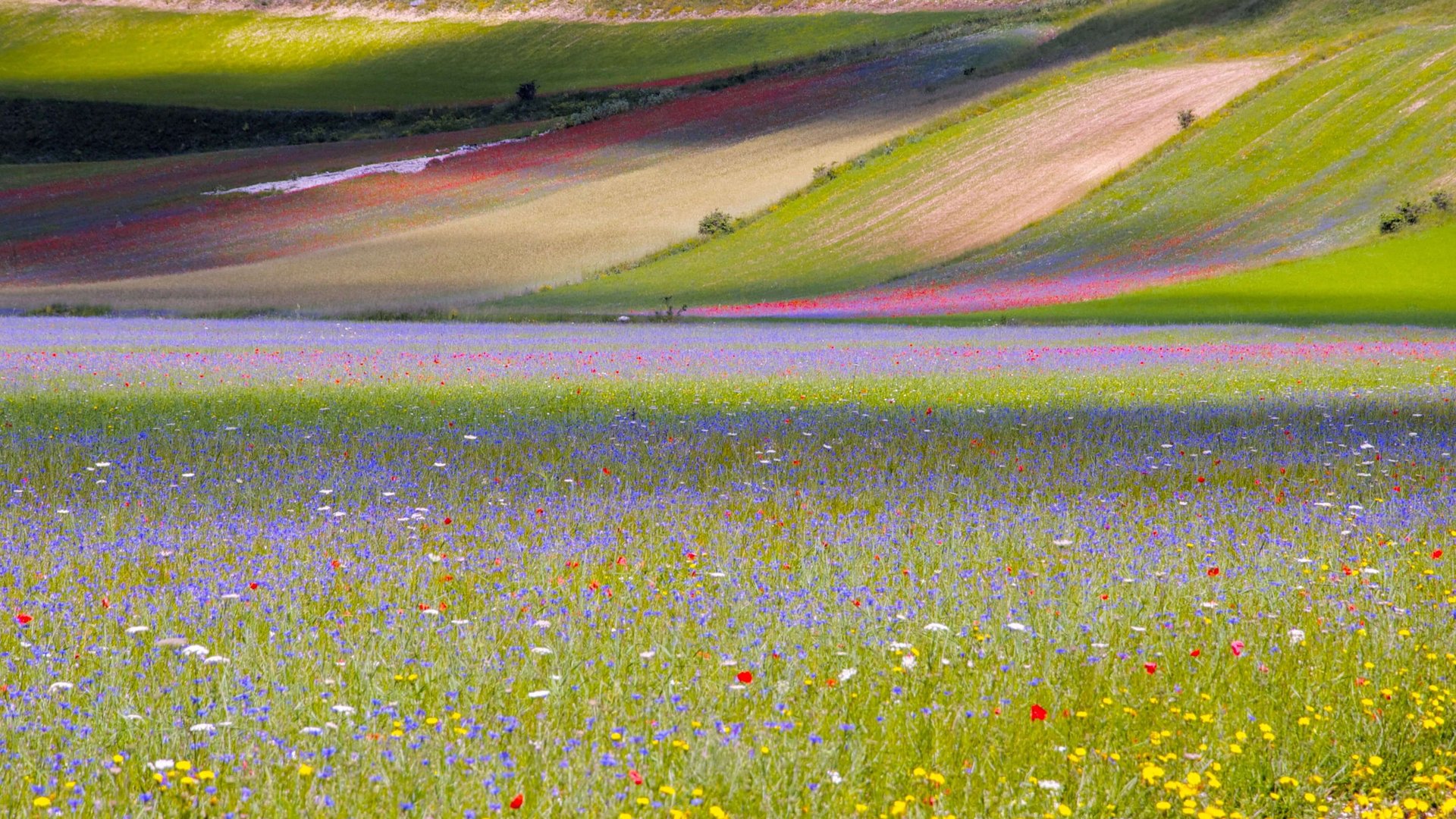 Ai Monti Sibillini, cosa c’è da vedere ve lo diciamo noi Campo di fiori colorati con colline sfumate sullo sfondo