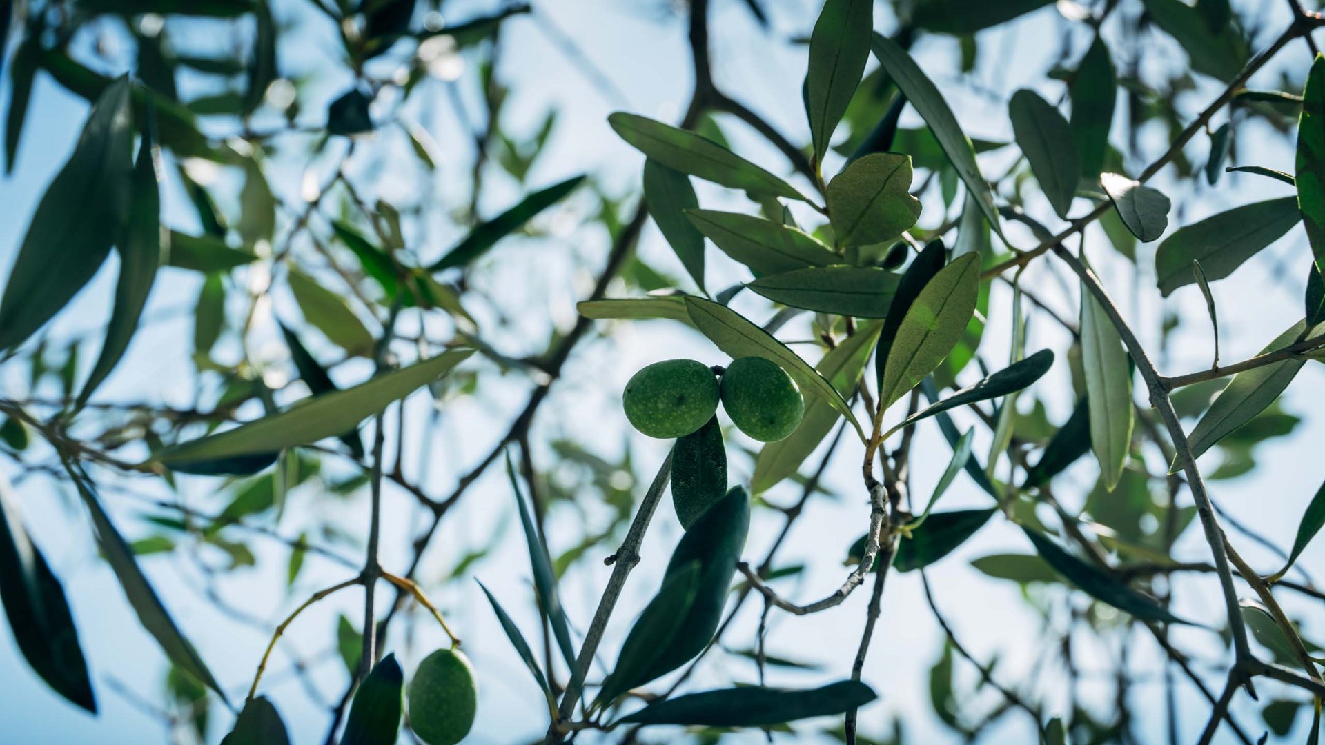 Pranzo di Pasquetta ad Assisi con Percorso SPA A Valle di Assisi, il Ristorante Recanto vi aspetta Rami di ulivo con olive verdi e cielo blu sullo sfondo